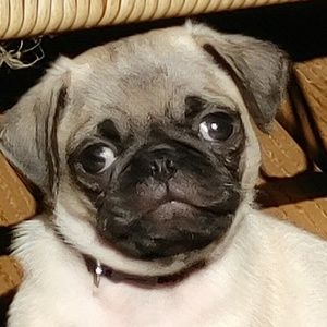 Meet your Posher, Natalie